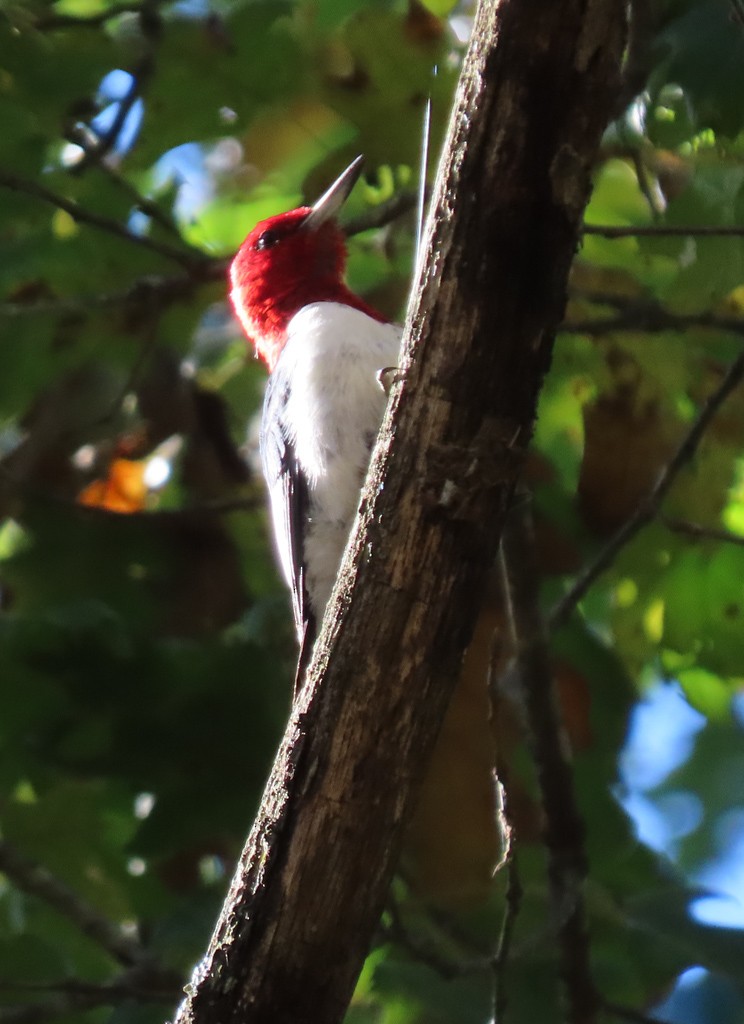 Red-headed Woodpecker - Lee Elliott