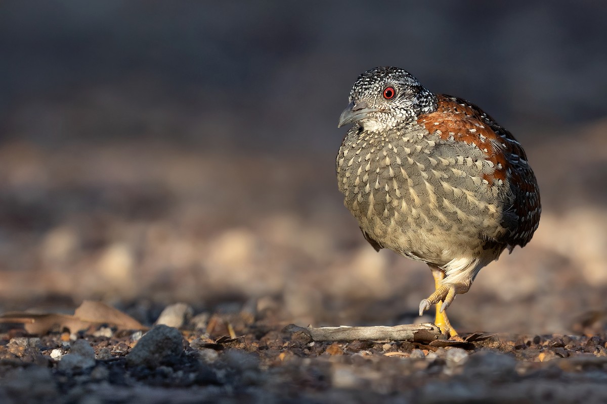 Painted Buttonquail - ML384187471