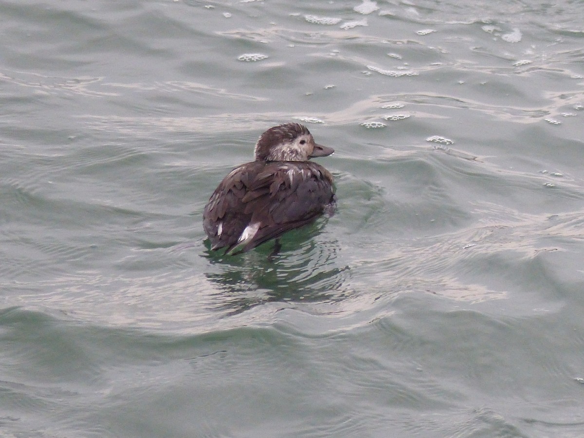 Long-tailed Duck - ML384189651