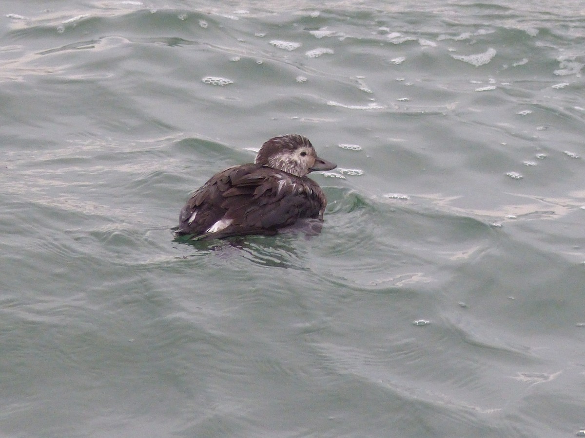 Long-tailed Duck - ML384189681