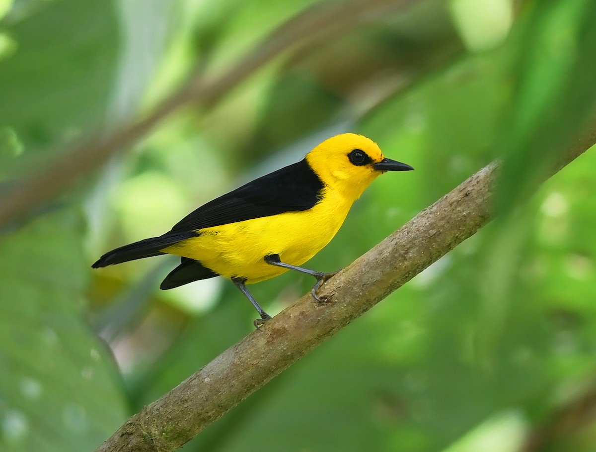 Black-and-yellow Tanager - Joshua Vandermeulen
