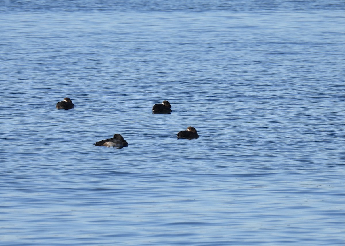 Greater Scaup - ML384198071