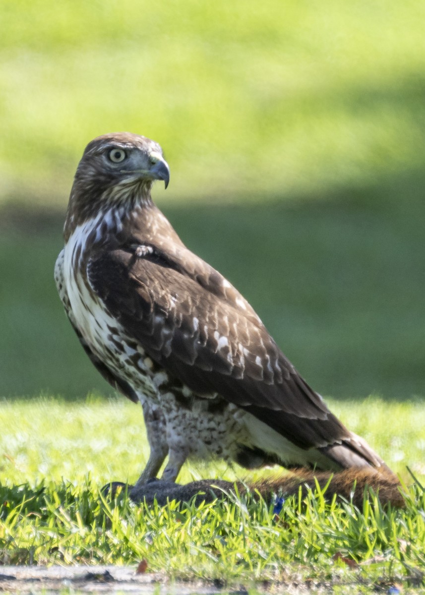 Red-tailed Hawk - ML384203571