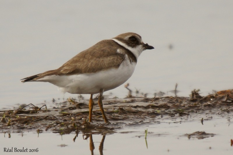 Semipalmated Plover - ML38420461