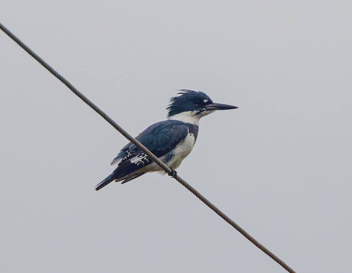 Belted Kingfisher - ML384205191
