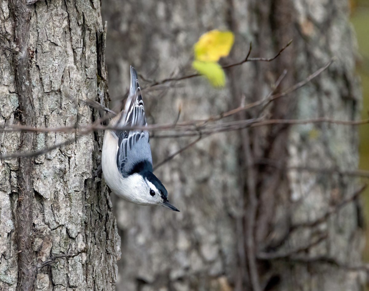 White-breasted Nuthatch - ML384205801