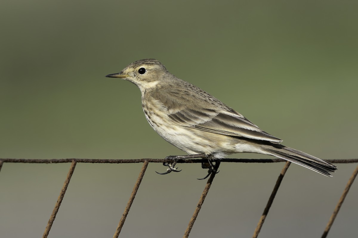 American Pipit (rubescens Group) - ML384212761
