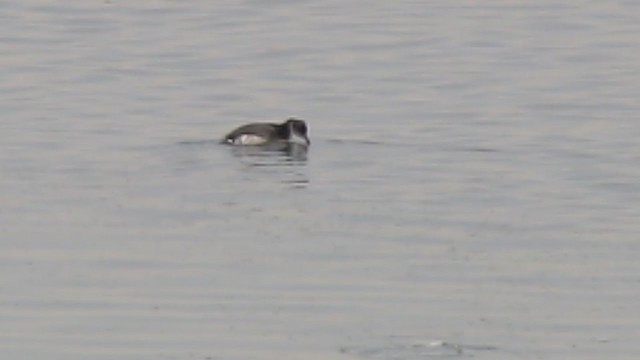 Red-necked Grebe - ML384216961