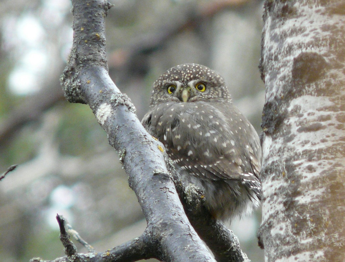 Northern Pygmy-Owl - ML38421761