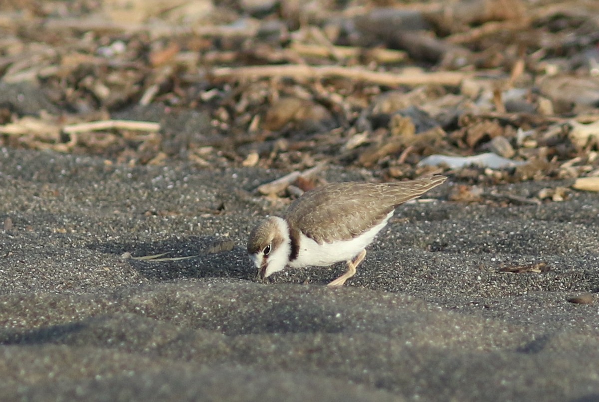 Collared Plover - ML384222531