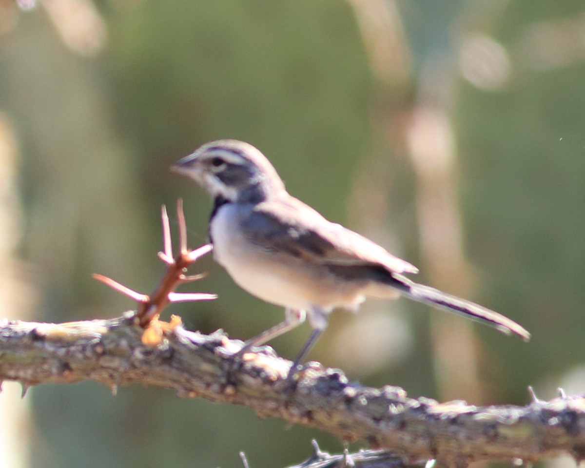 Black-throated Sparrow - ML384224791