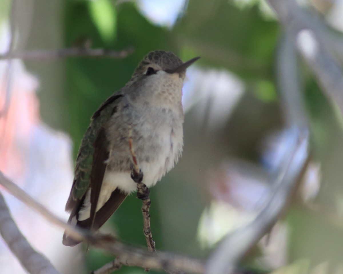 Costa's Hummingbird - ML384224851