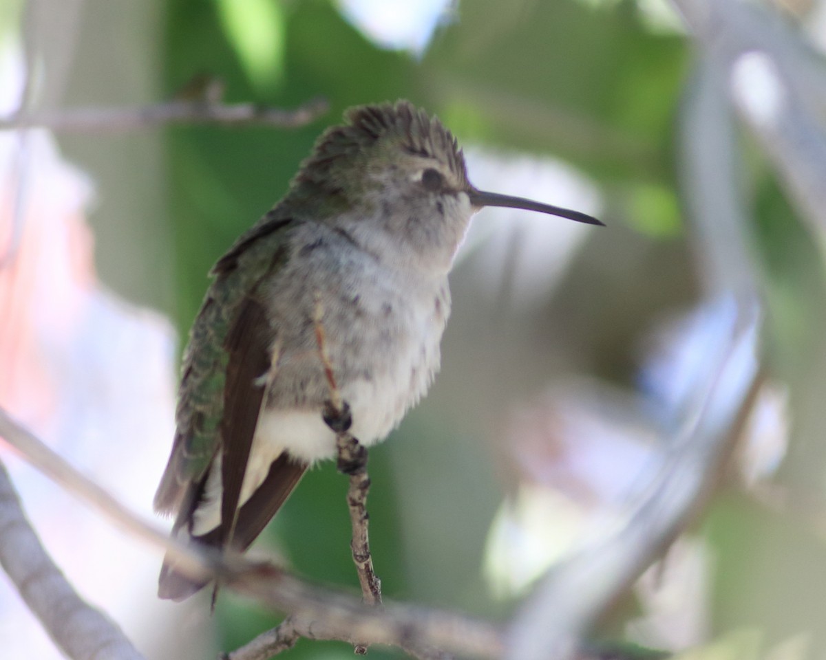 Costa's Hummingbird - ML384224861