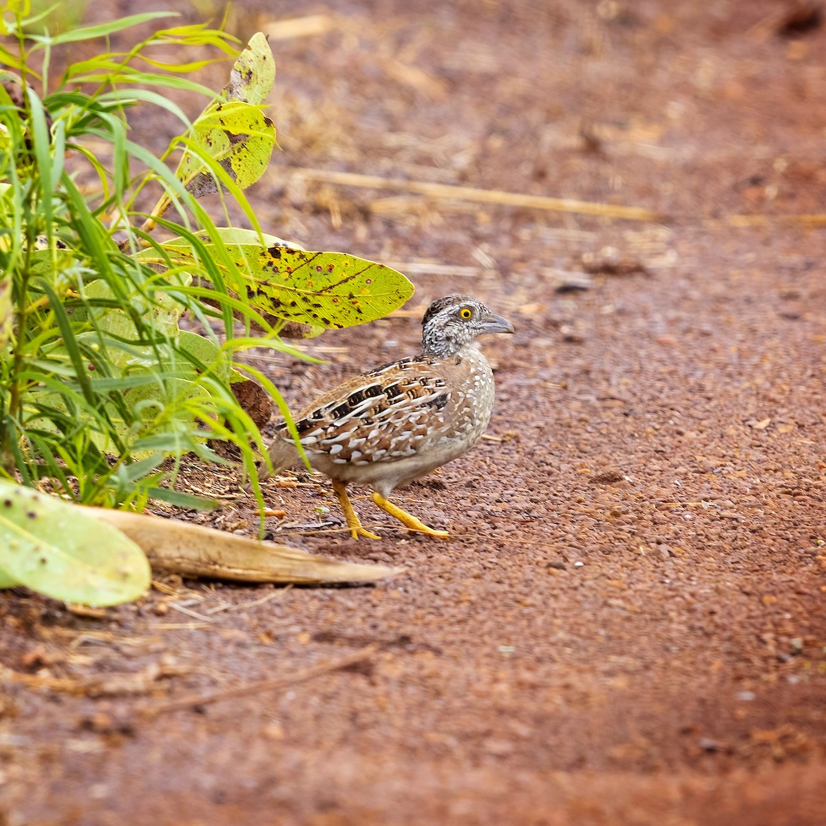 Chestnut-backed Buttonquail - ML384225531