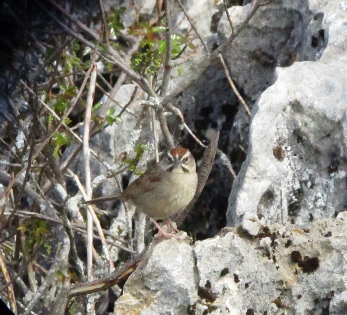 Rufous-crowned Sparrow - ML38422811