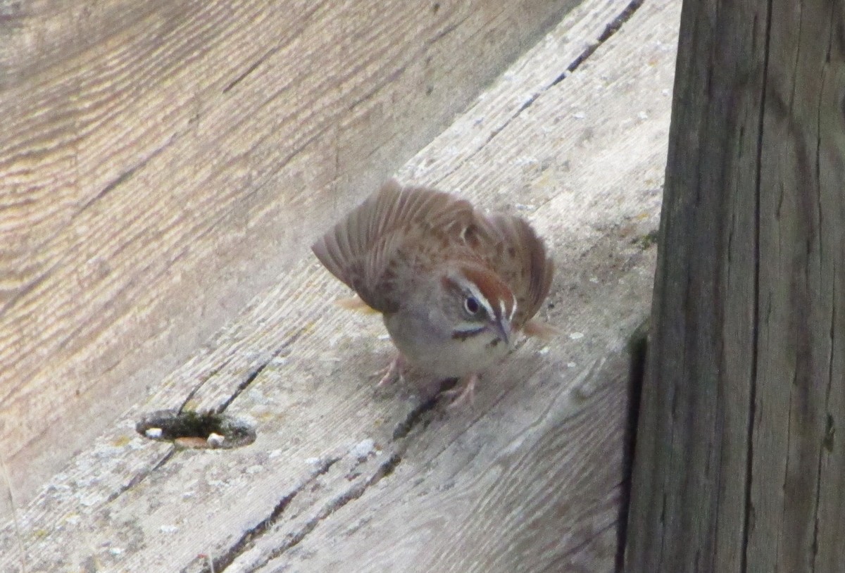 Rufous-crowned Sparrow - Paul Fenwick