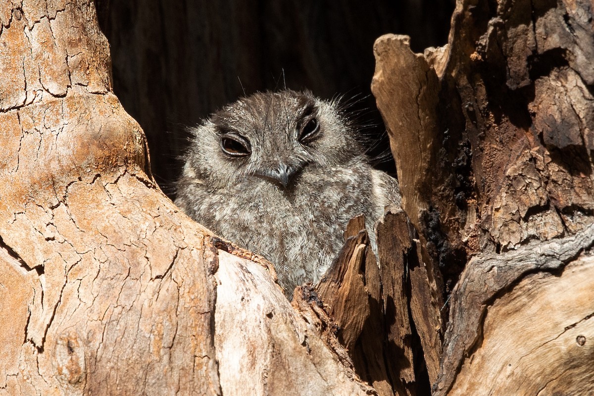Australian Owlet-nightjar - ML384230421