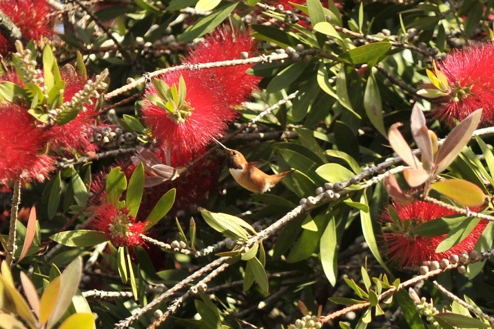 Rufous Hummingbird - ML38423291