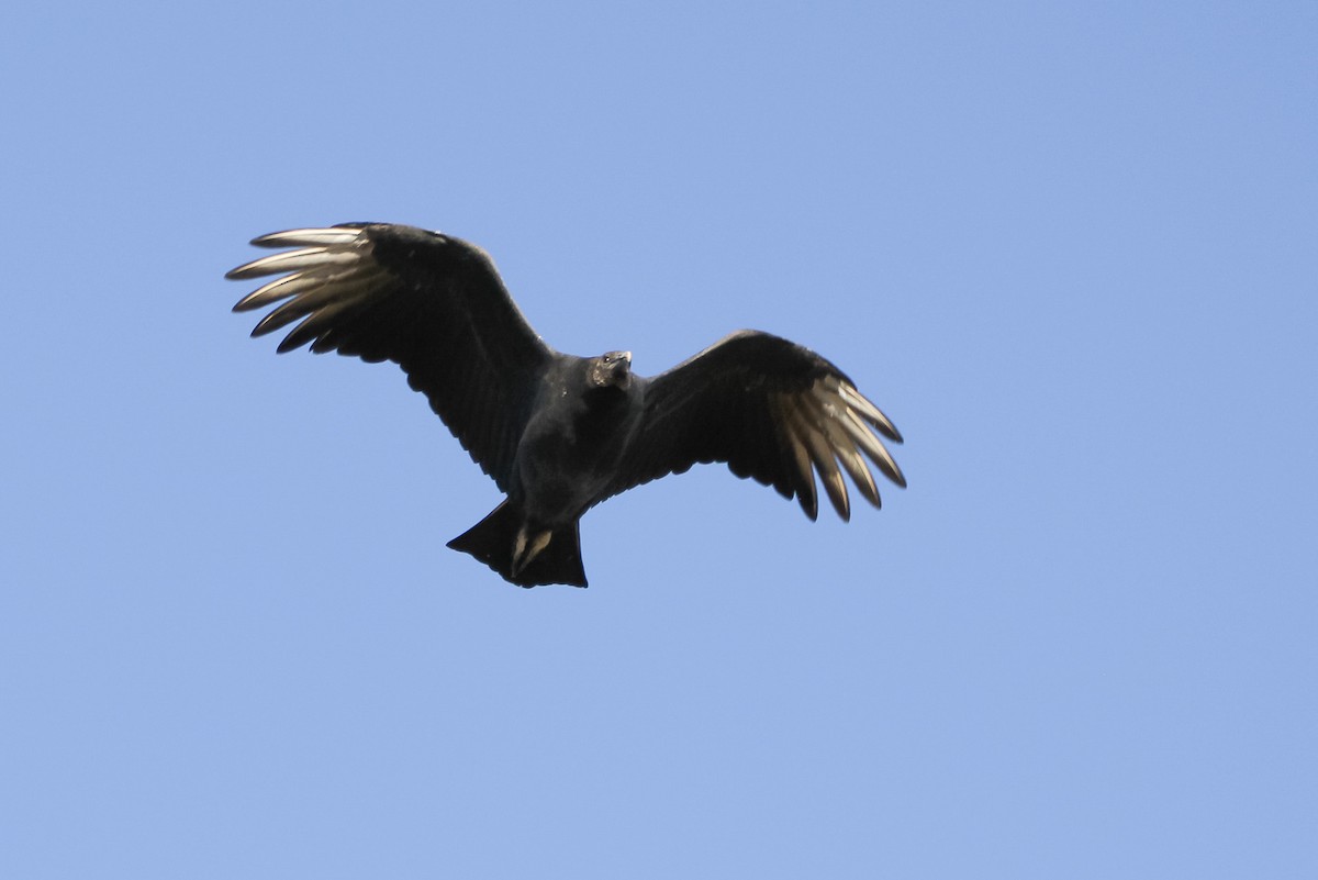 Black Vulture - ML384239631
