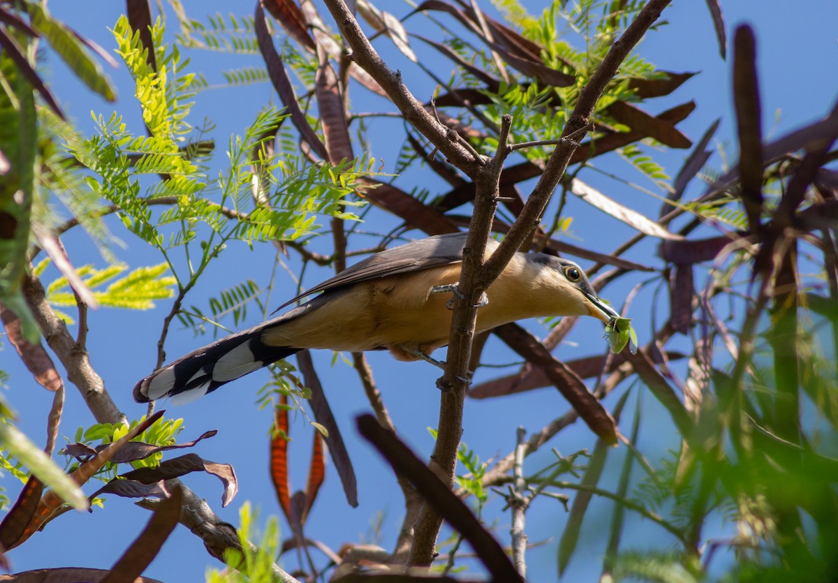 Mangrove Cuckoo - ML384240311