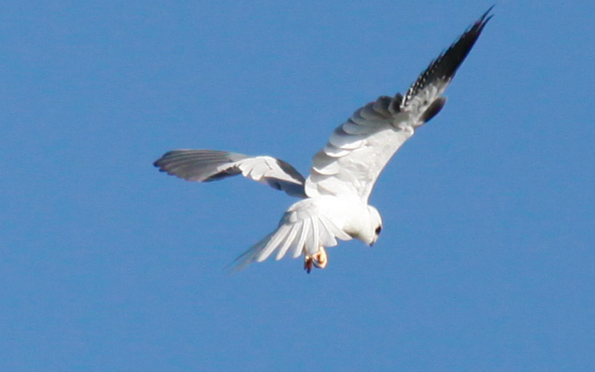 White-tailed Kite - Yarky Moguel