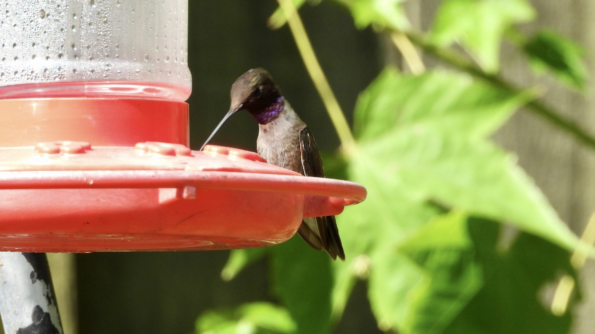 Black-chinned Hummingbird - ML384241911