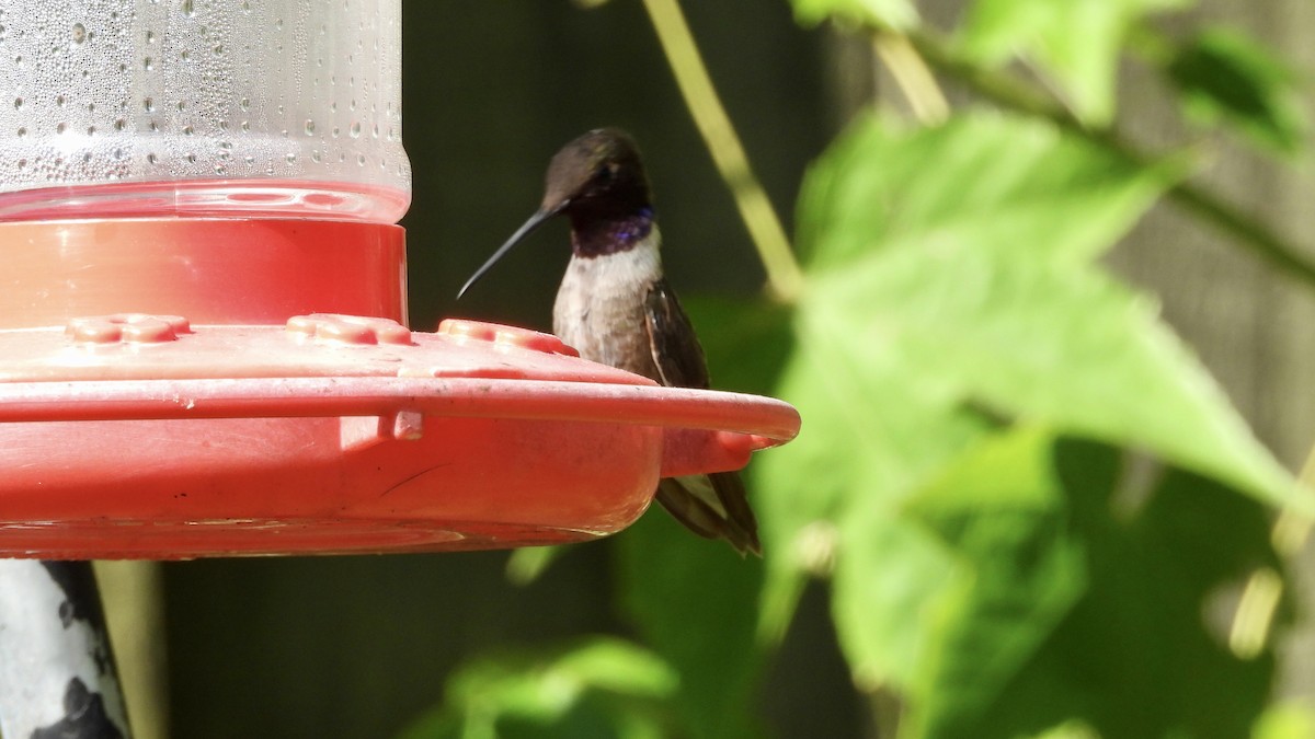 Black-chinned Hummingbird - ML384241921