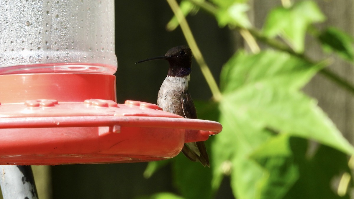 Black-chinned Hummingbird - ML384241931