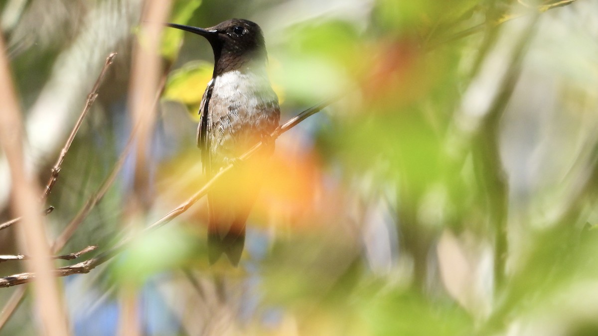 Black-chinned Hummingbird - ML384242031