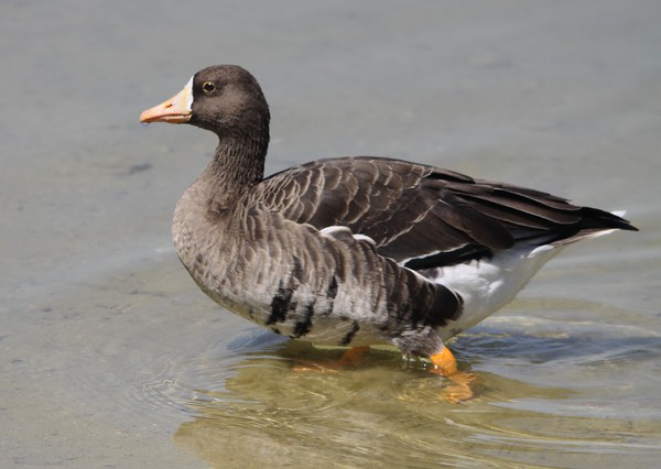 Greater White-fronted Goose - John Pike