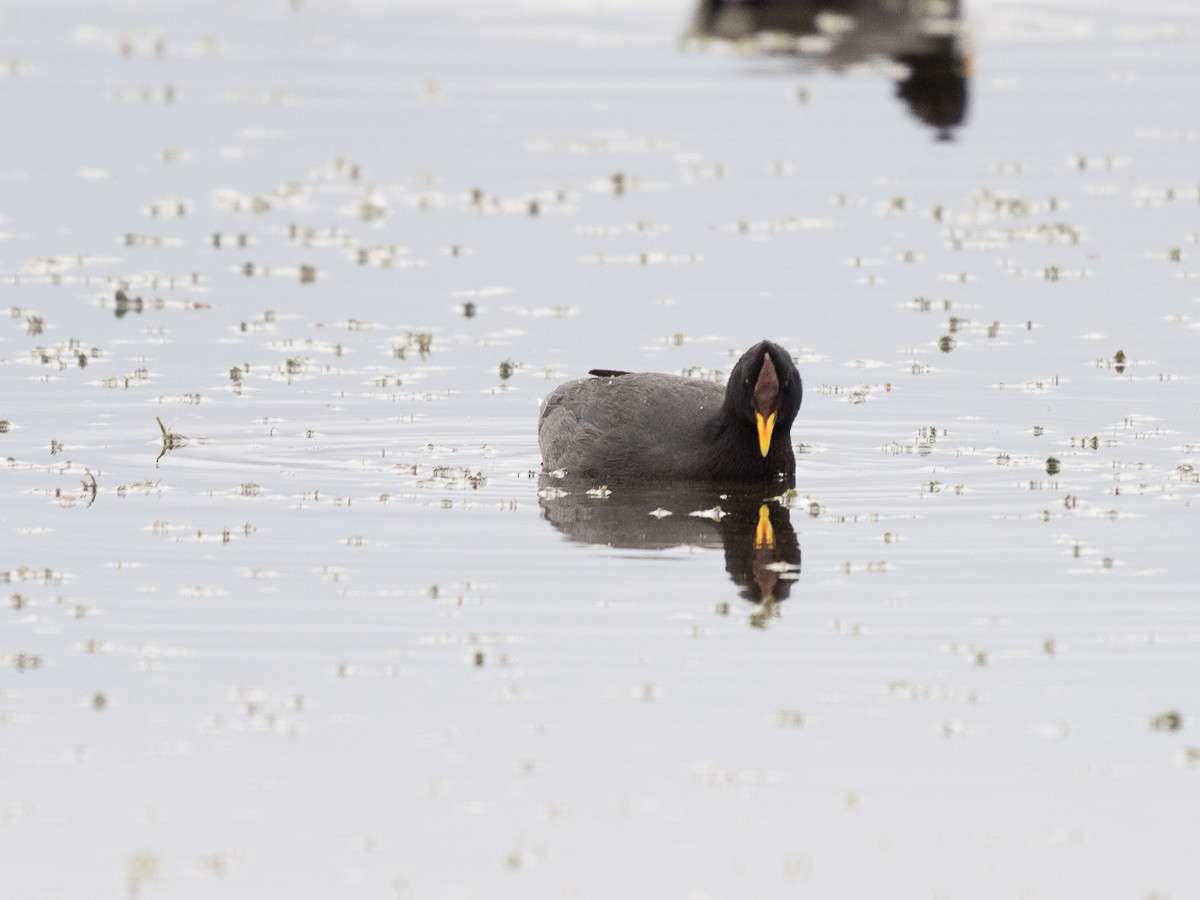 Red-fronted Coot - Jorge Claudio Schlemmer