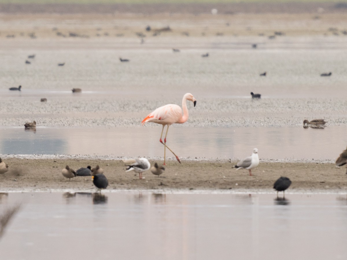 Chilean Flamingo - Jorge Claudio Schlemmer