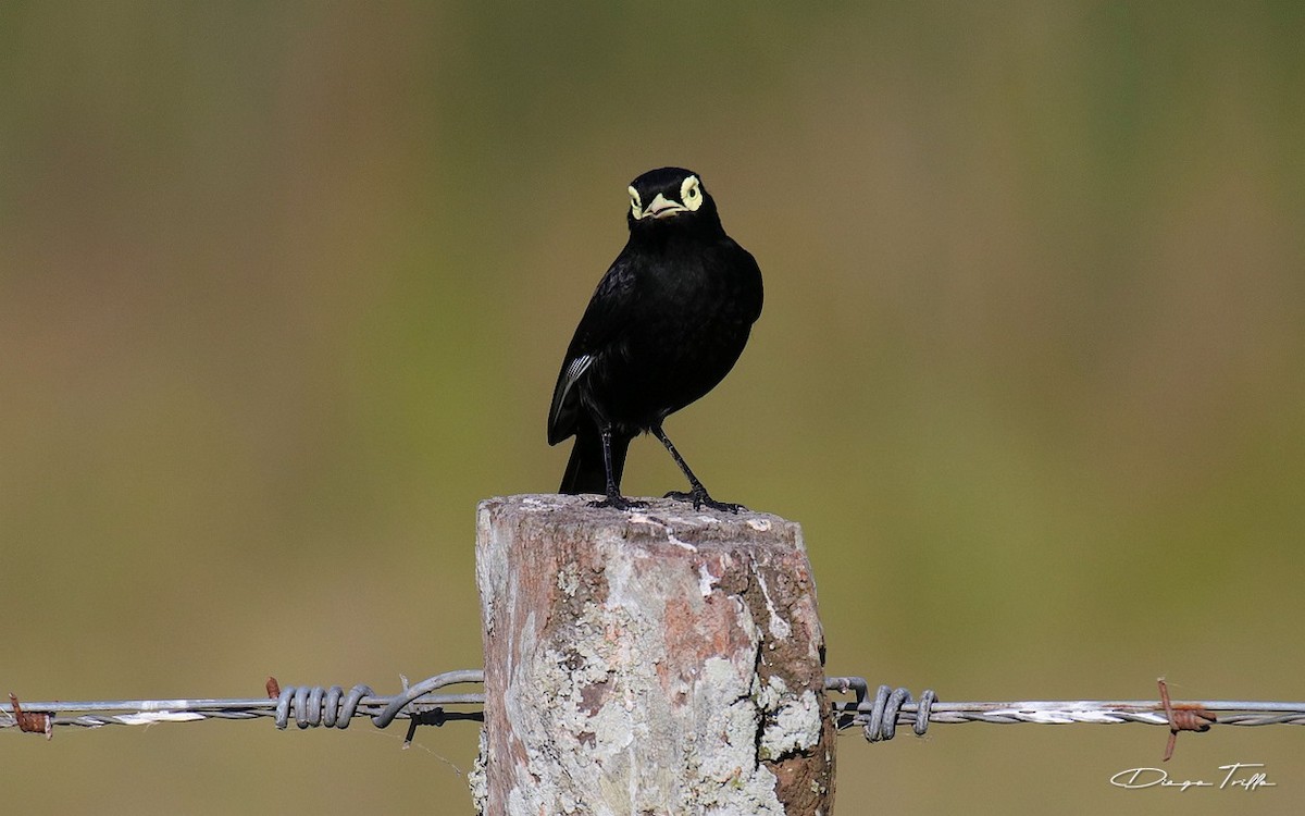 Spectacled Tyrant - ML384253891
