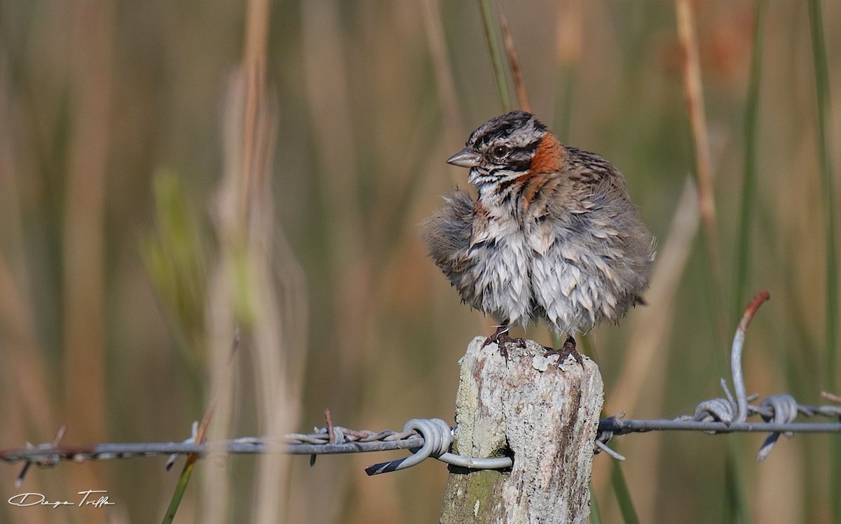 Rufous-collared Sparrow - Diego Trillo