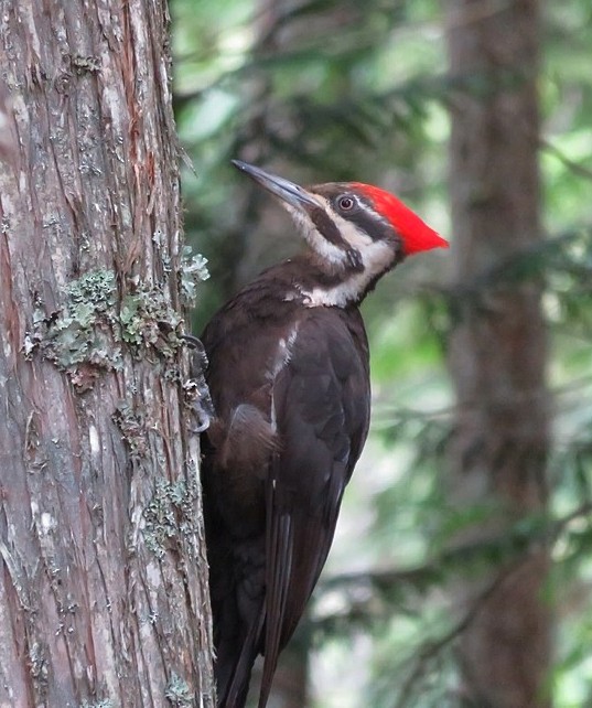 Pileated Woodpecker - Joel Schmidt