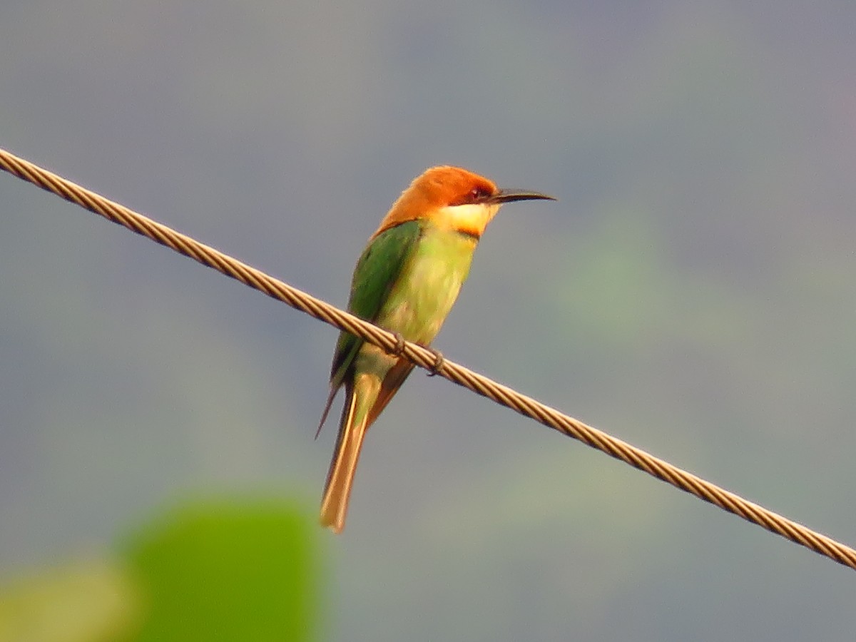 Chestnut-headed Bee-eater - Ritvik Singh