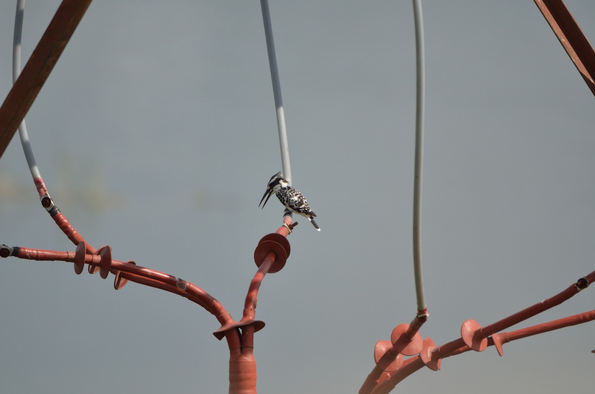 Pied Kingfisher - Bhaskar pandeti