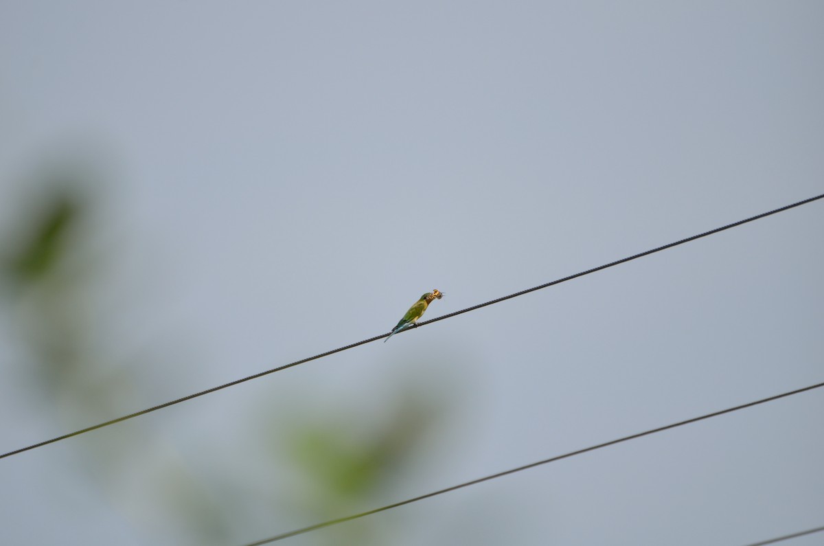 Blue-tailed Bee-eater - Bhaskar pandeti