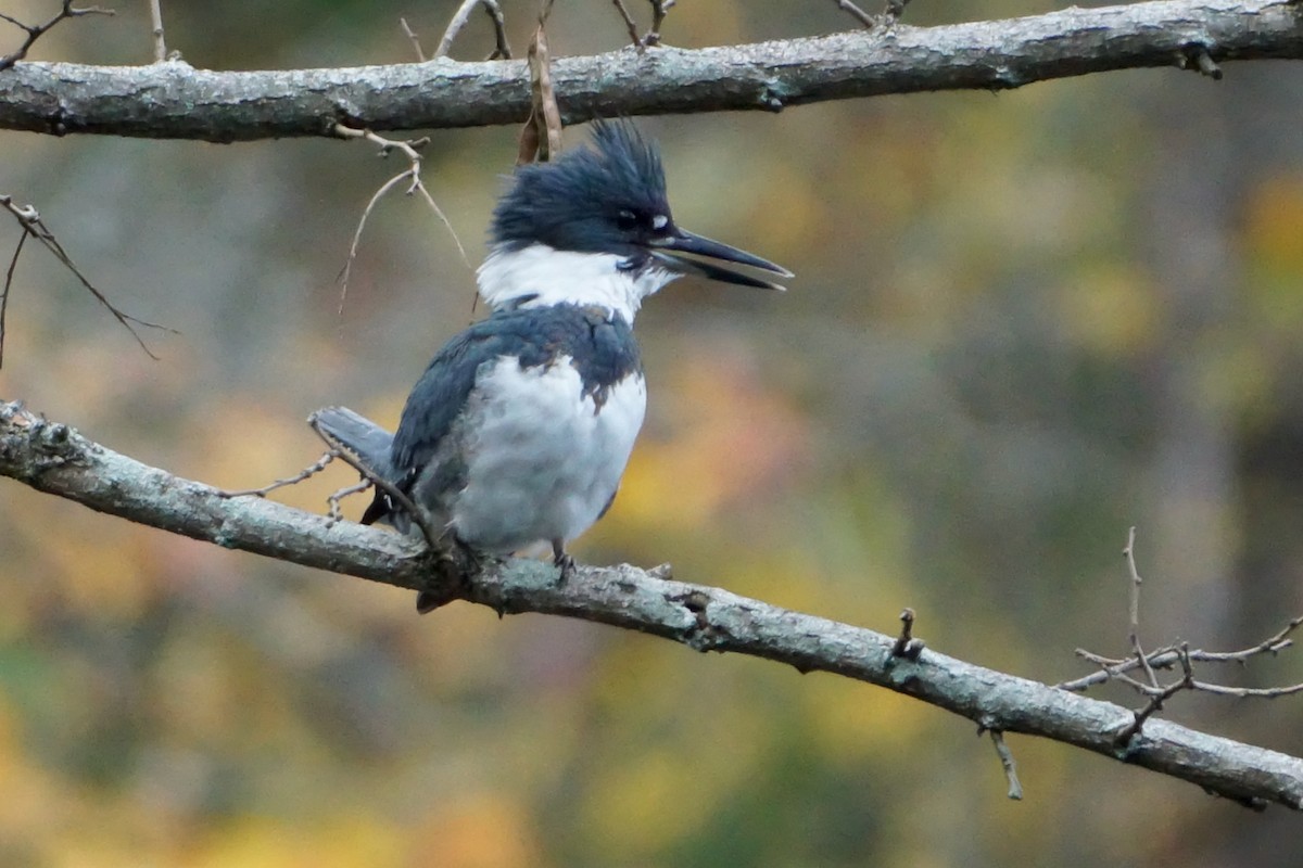 Belted Kingfisher - ML384281251