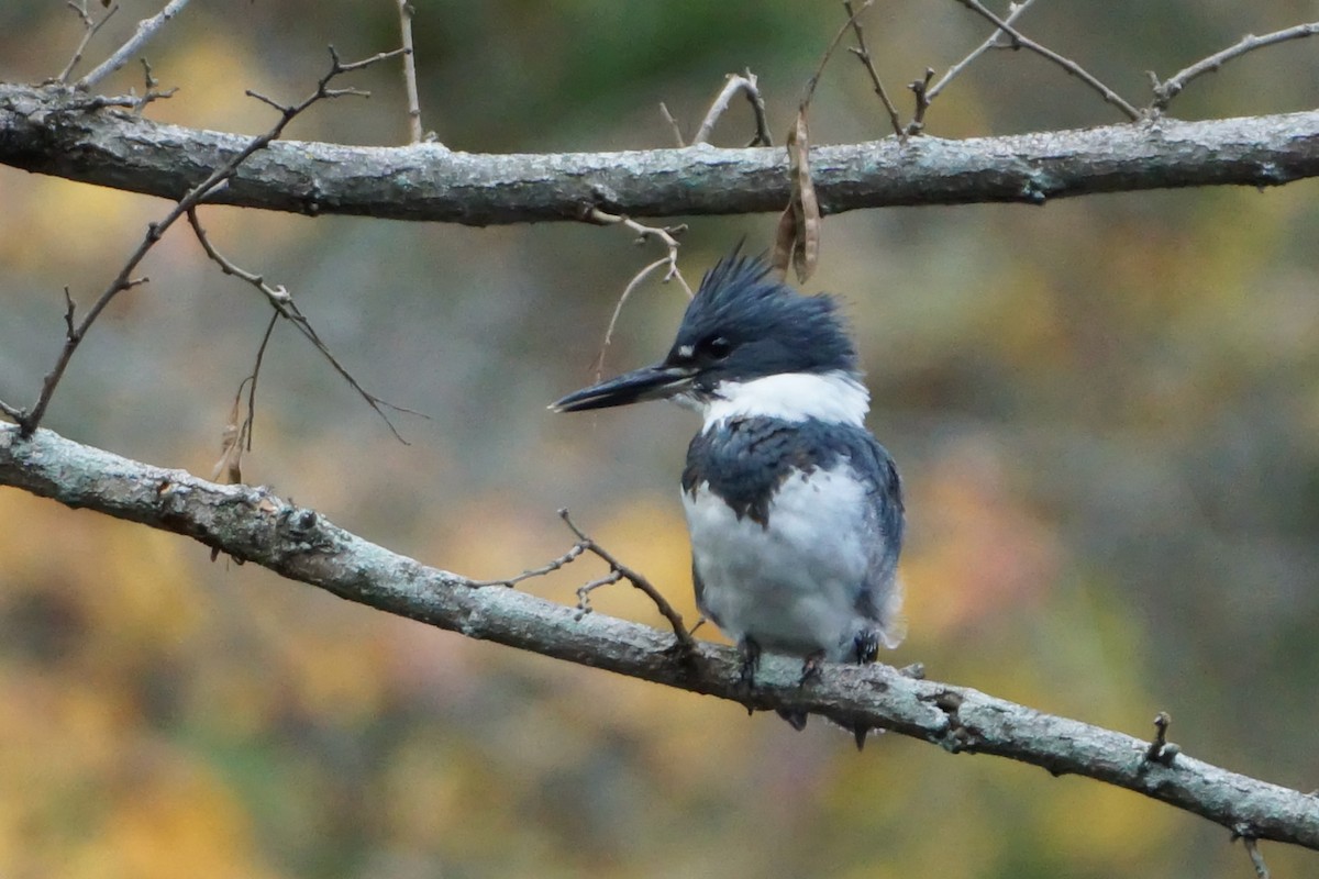 Belted Kingfisher - ML384281261