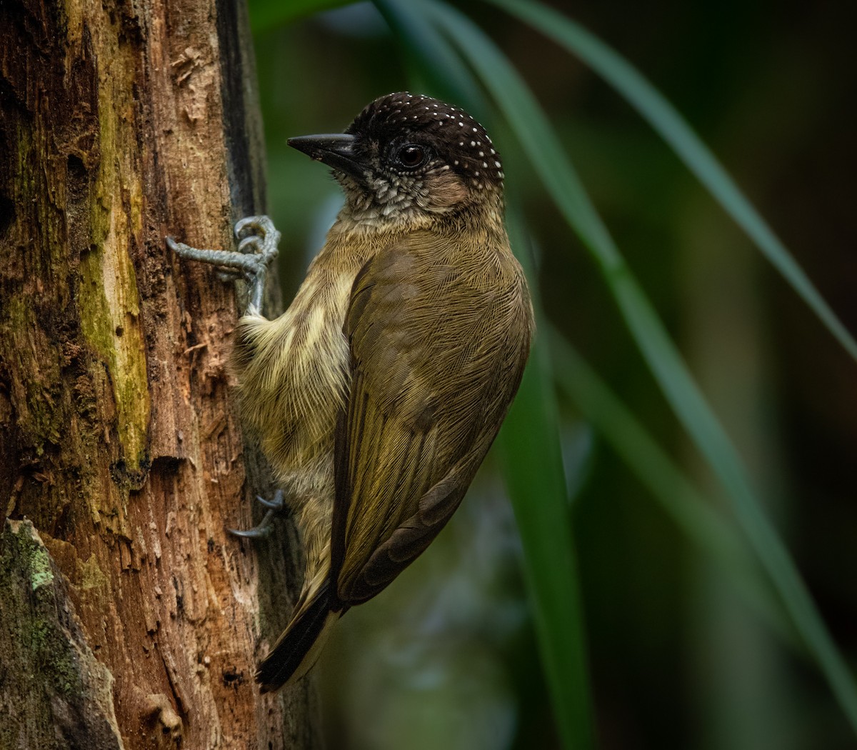 Olivaceous Piculet - ML384282451