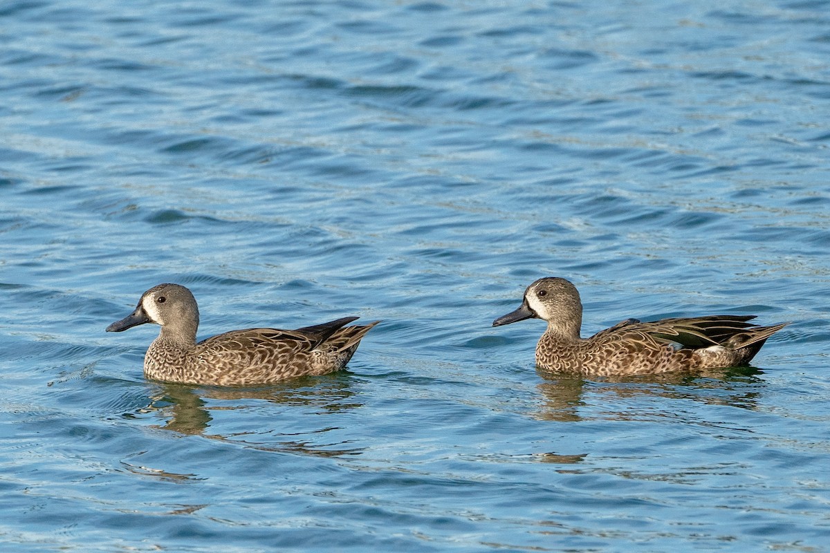 Blue-winged Teal - ML384283751