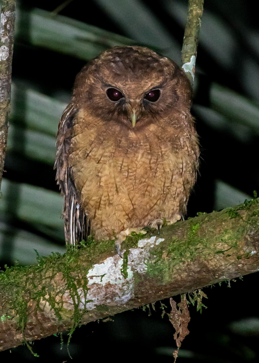 Rufescent Screech-Owl (Colombian) - ML384286581