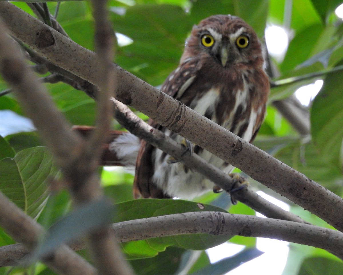 Ferruginous Pygmy-Owl - Tania Aguirre