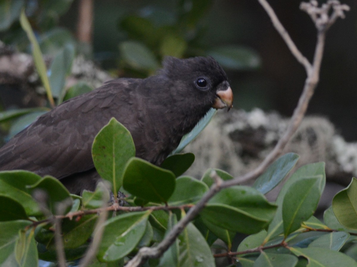 Comoro Black Parrot - ML38429151