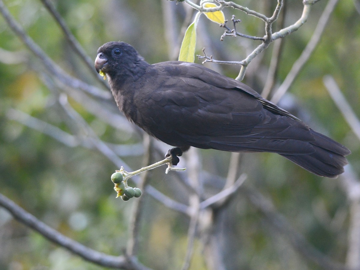 Comoro Black Parrot - Alan Van Norman