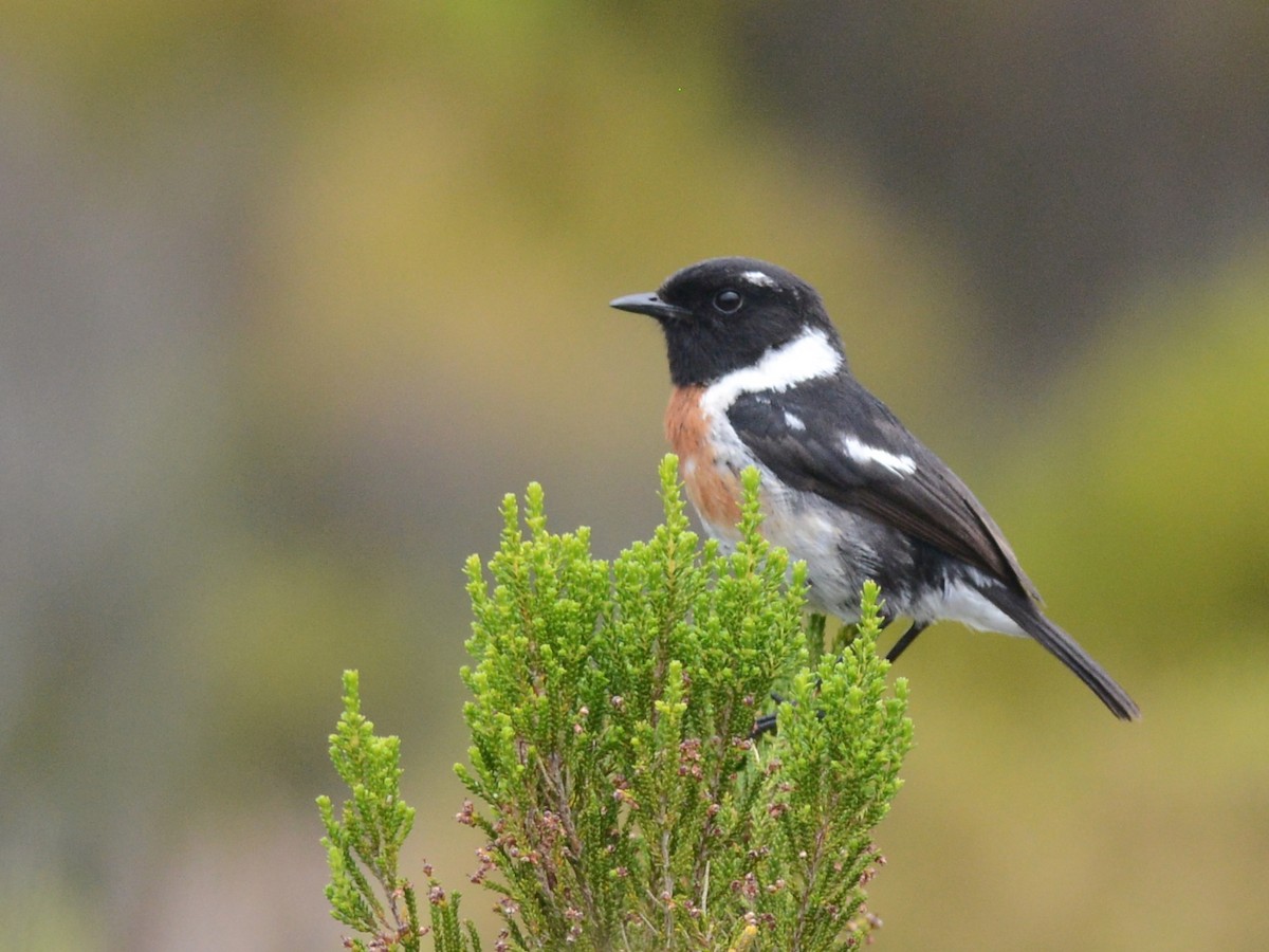 African Stonechat - ML38429291