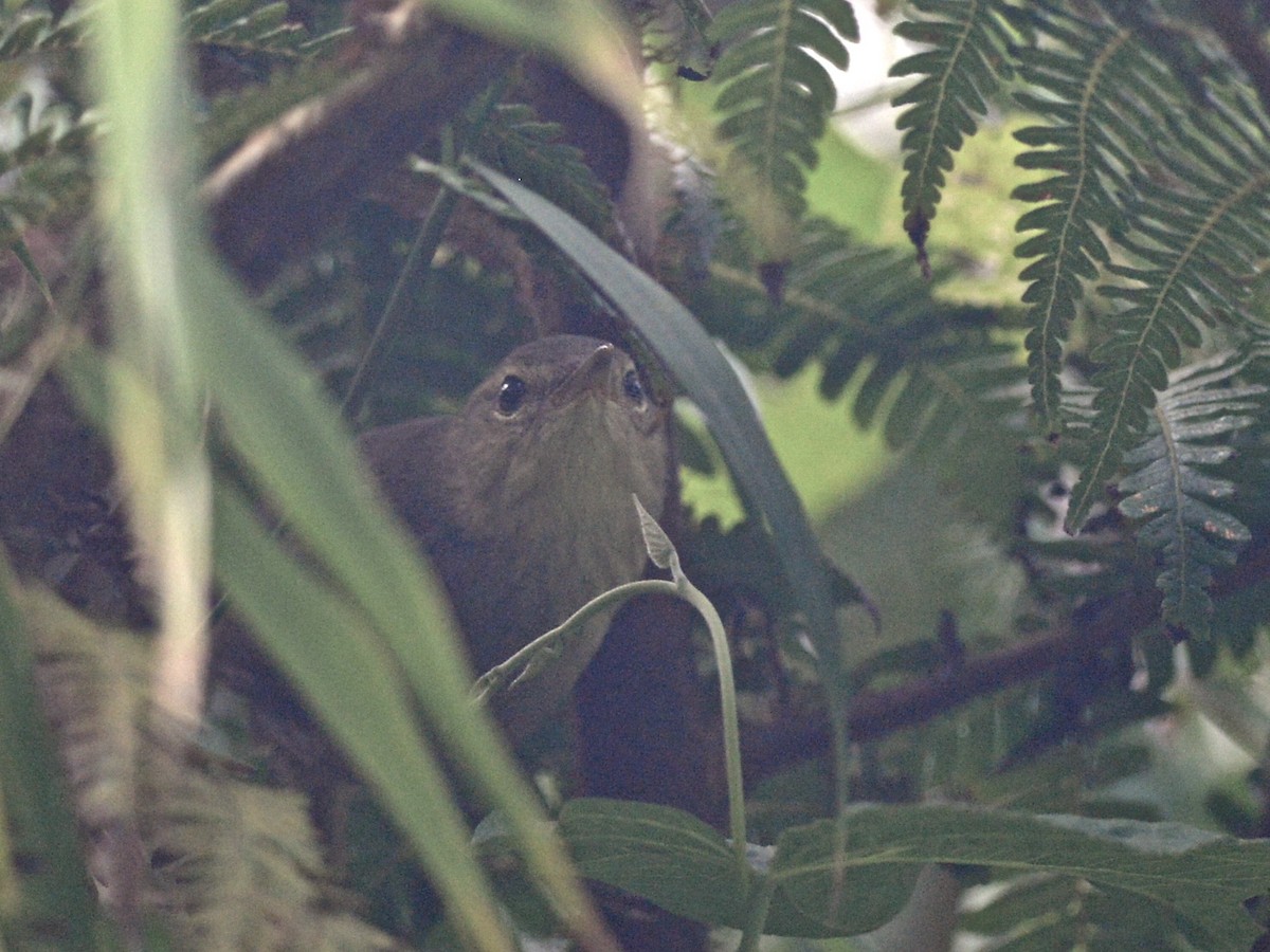 Malagasy Brush-Warbler (Anjouan) - Alan Van Norman