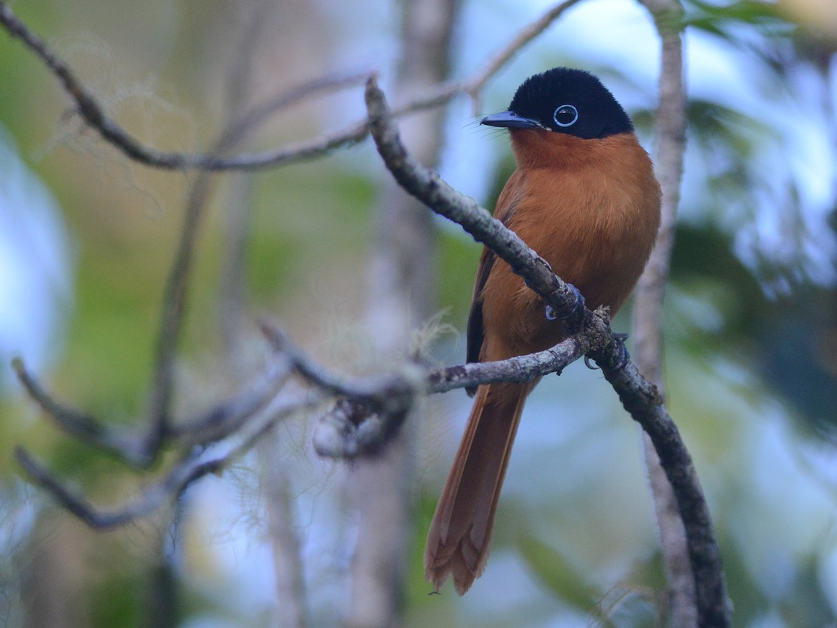 Malagasy Paradise-Flycatcher - Alan Van Norman