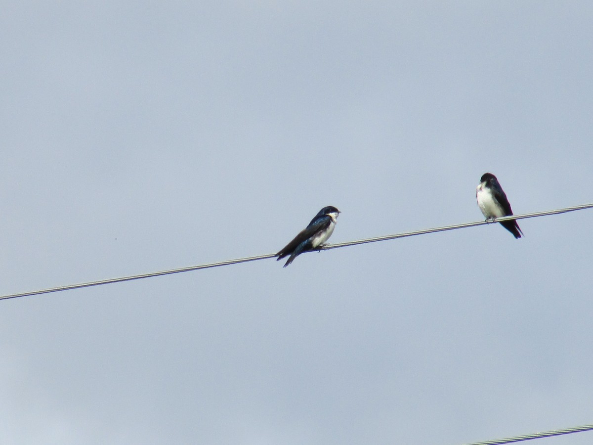 Blue-and-white Swallow - ML384303431